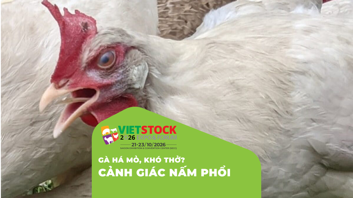 Bệnh Nấm Phổi Ở Gà Và Gia Cầm: Dấu Hiệu, Nguyên Nhân và Cách Phòng Ngừa